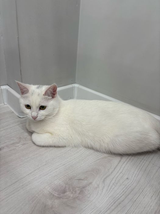 Кошка 11 месяцев
