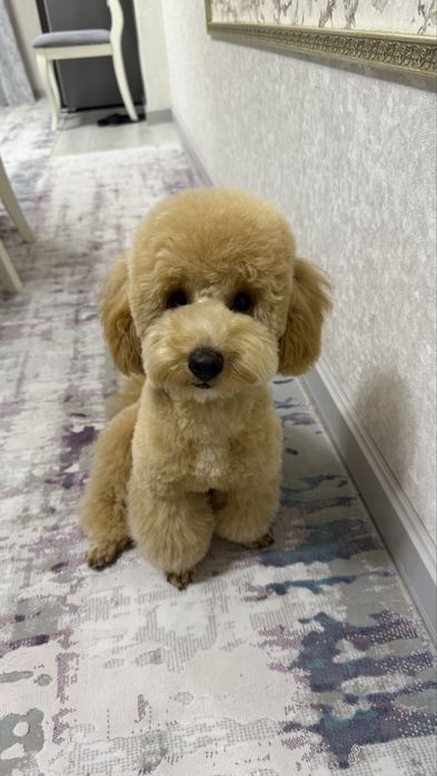 Той Пудель продаем