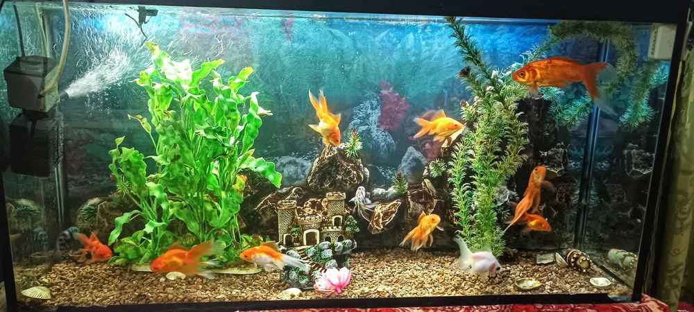 Аквариум сотилади хамма нарсаси ва билқлари билан