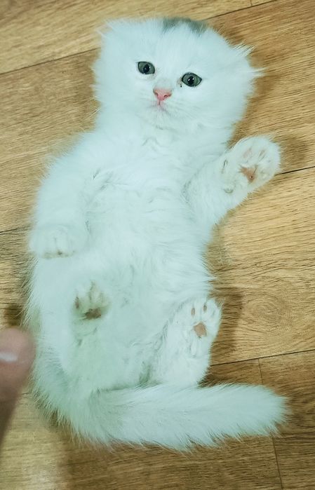 Продаются 1,5 месячные котят шотландской породы. Белая.