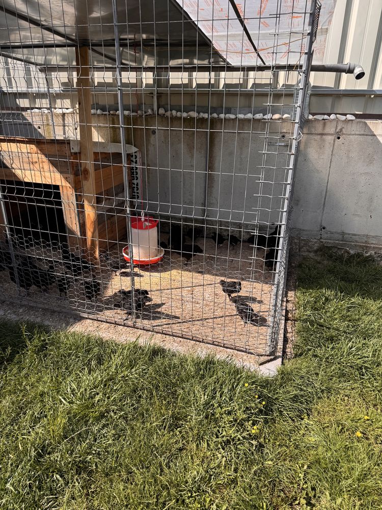 Vand pui rasa australorp gaini si cocosi varsta 2 luni