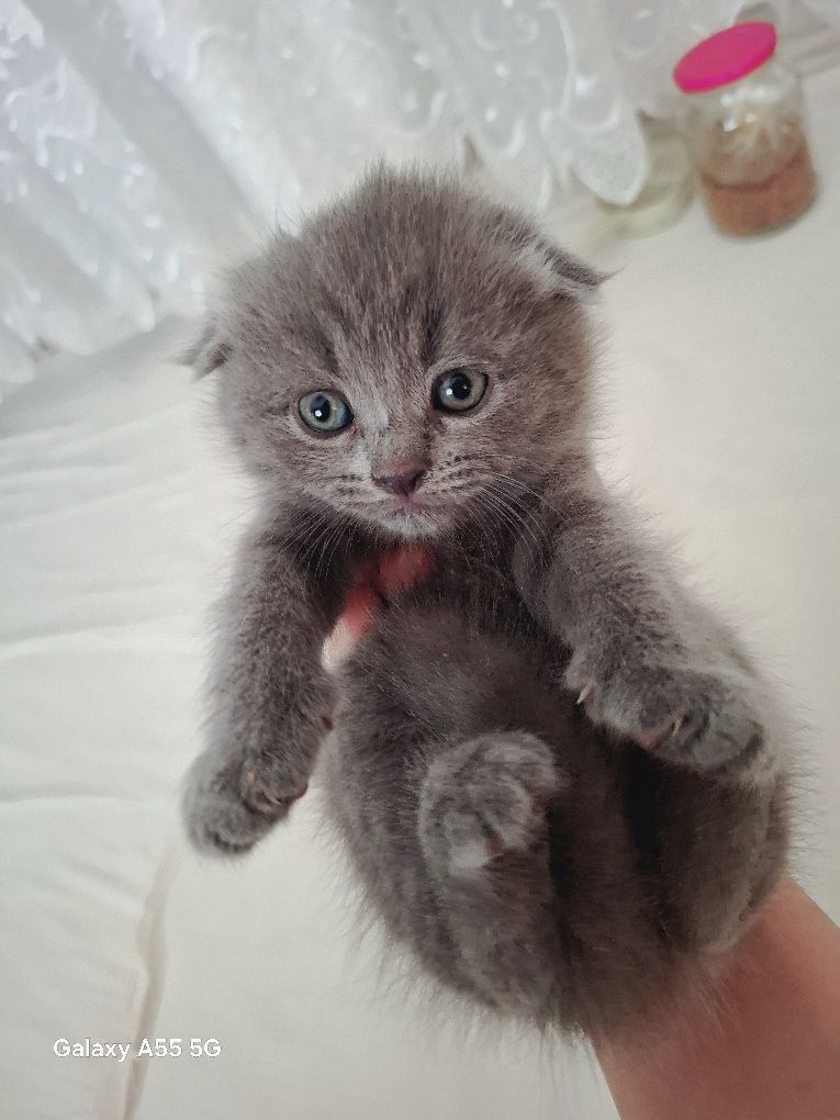 Очаровательные шотландские вислоухие котята ищут дом!