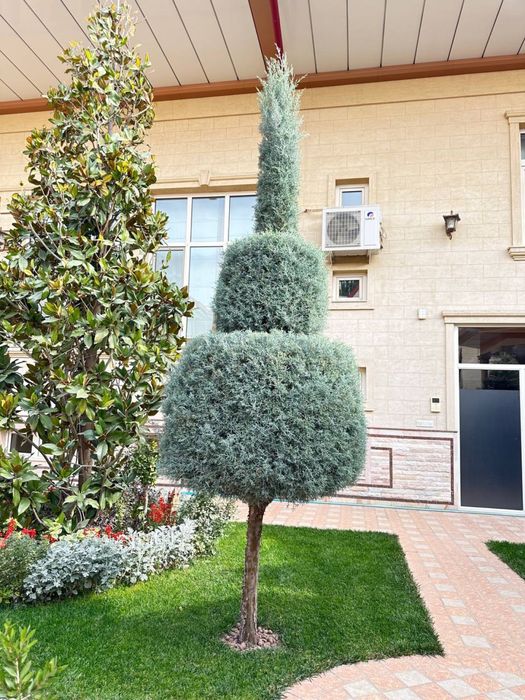 Archa sotiladi arizonka аризонка