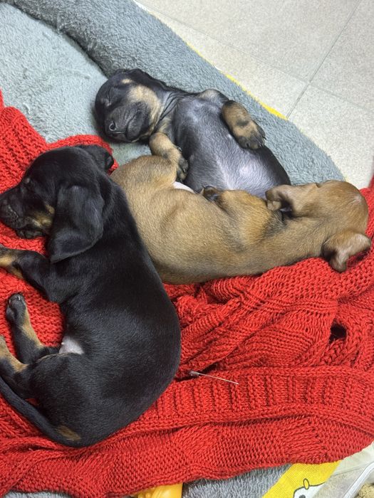 Продаются щенки таксы