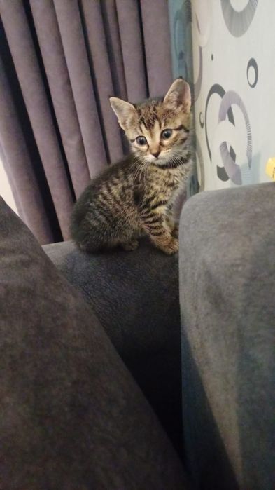 Adoptie pisicuta 7 luni, sterilizata, vaccinta, carnet de sanatate