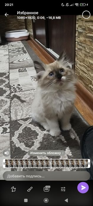 Regdol va siyam mushul bolasi