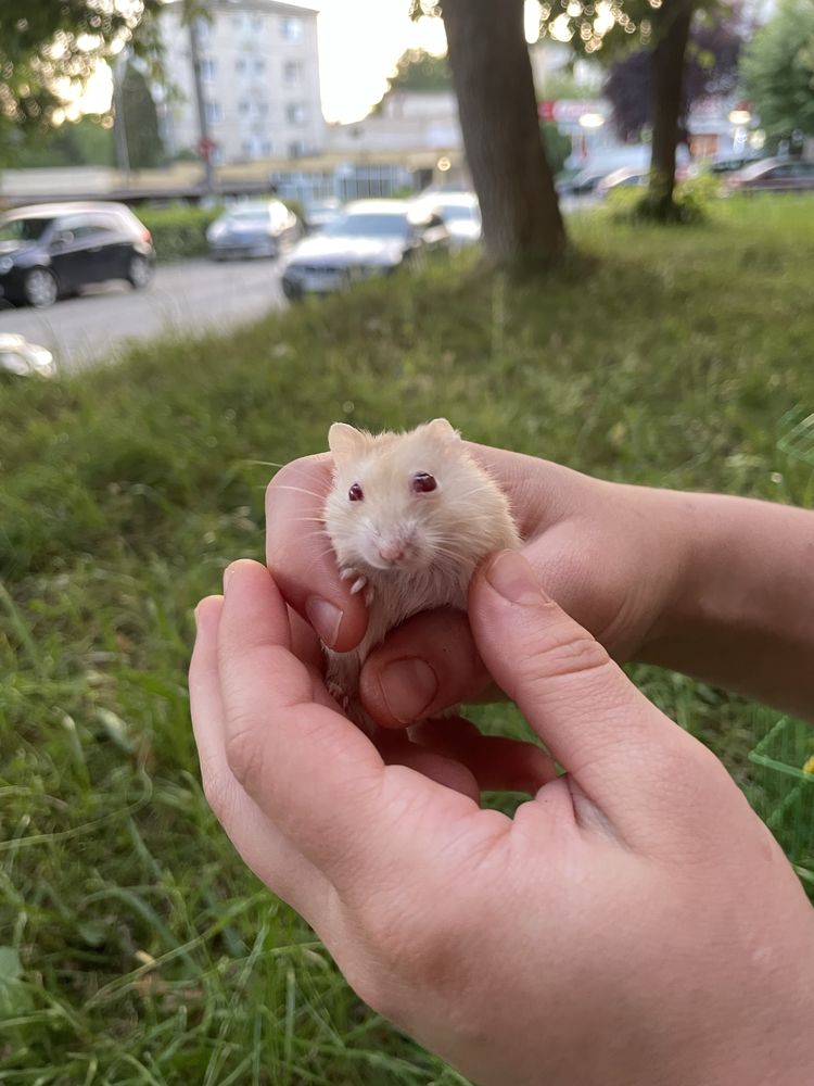 Vând pui de hamsteri