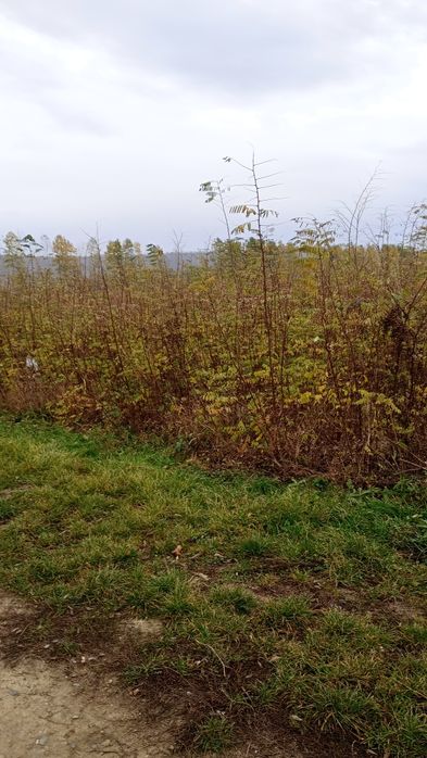 Puieți salcâm frasin fag carpen ulm plop mesteacăn brad molid Tei arin