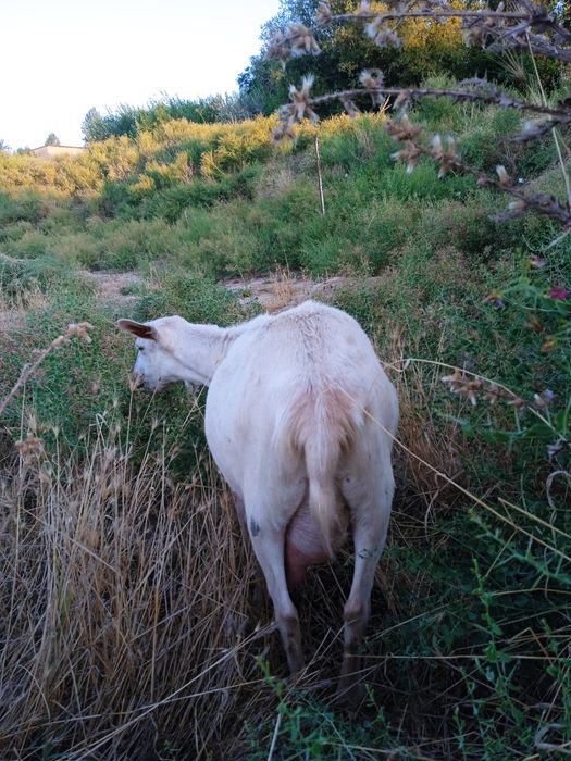 Козочки зааненской молочной породы