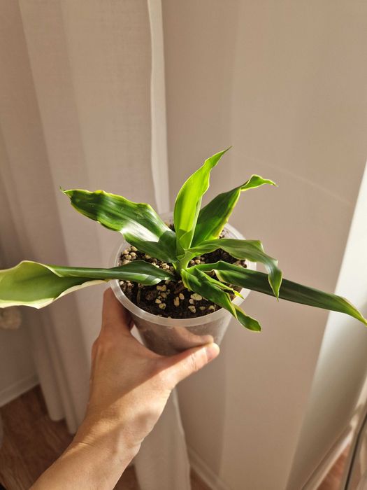 Драцена лемон лайм