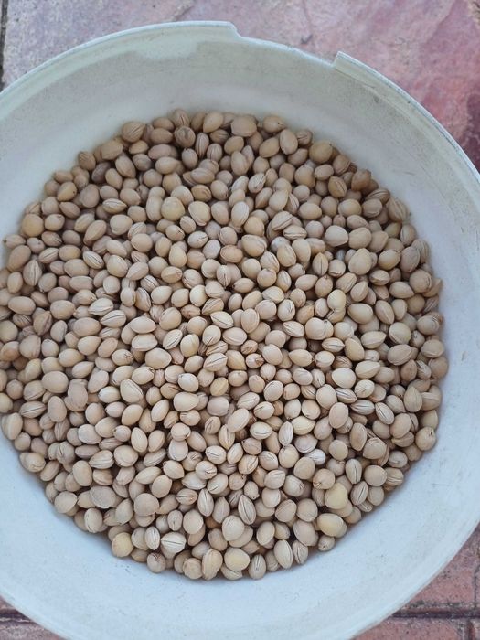 Samburi cirese pt pernuta medicinală