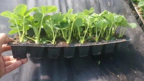 Рассада Клубники Оптом в касетах