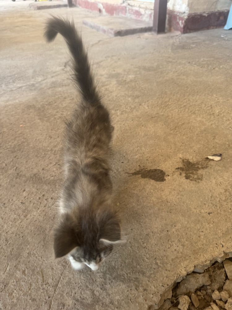 Котята 3 шт отдам в хорошие руки бесплатно