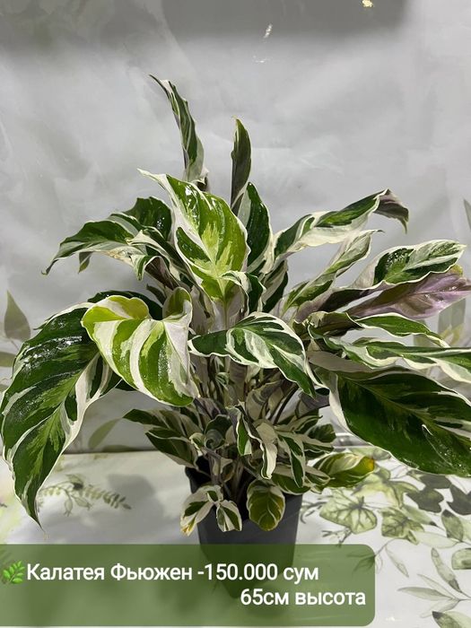 Рускус, Муррайя,Калатея Фьюжен, Декабрист Диффинбахия