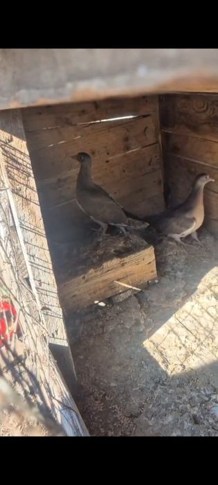 Porumbei salbatici