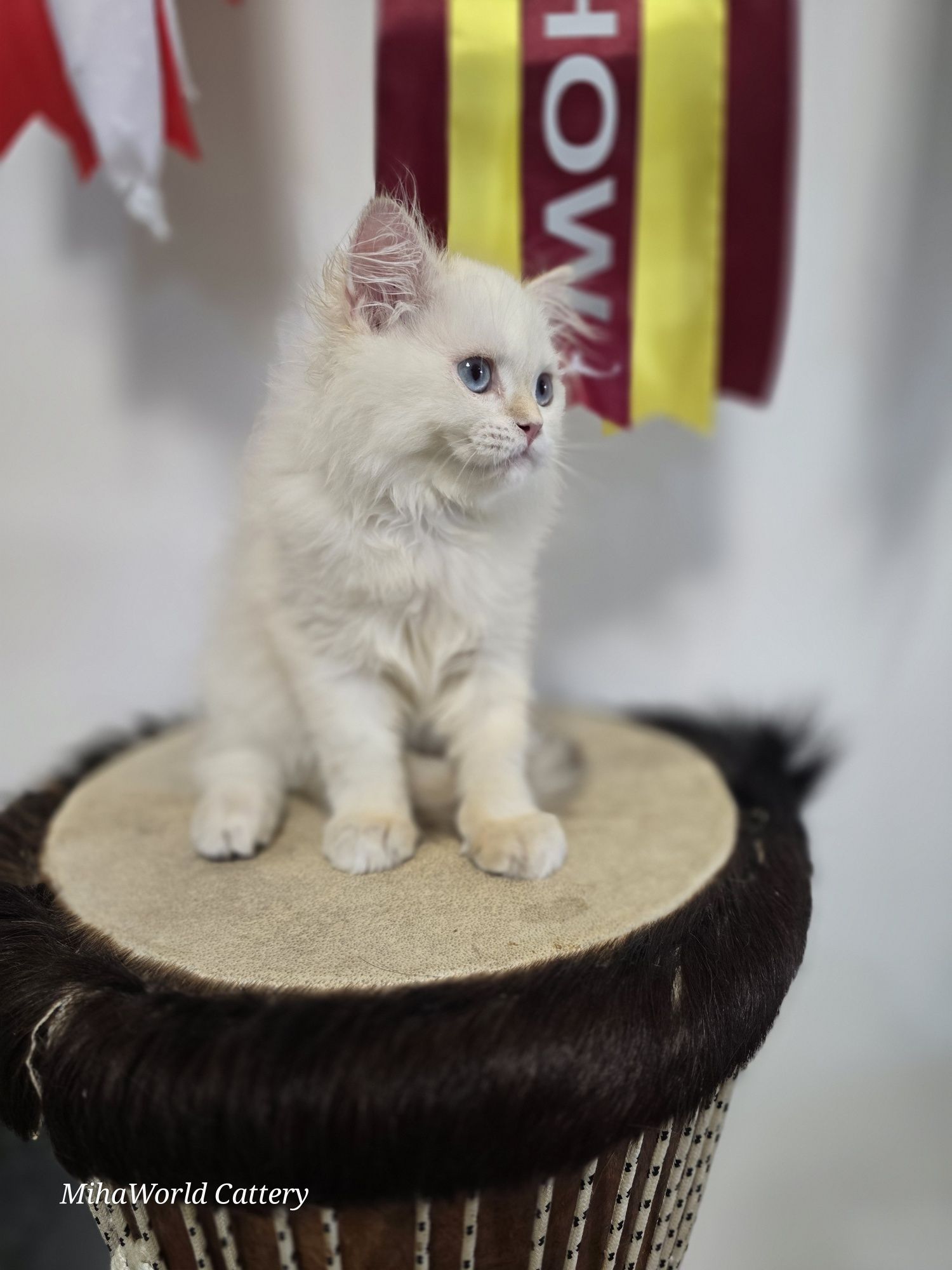 British longhair, pui, băiat, pedigree