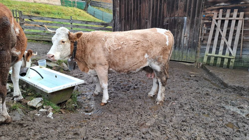 Vând vaca bălțată românească