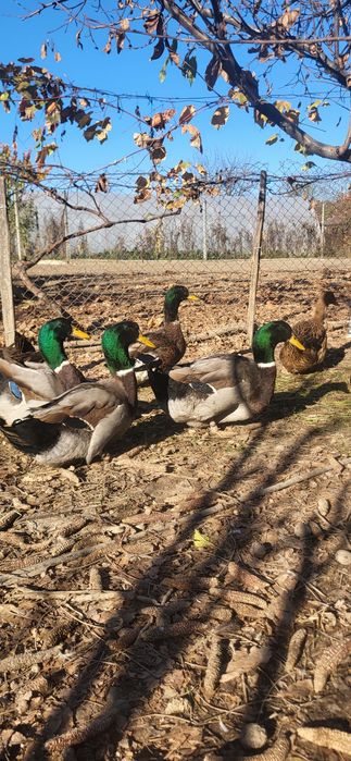 Vând rate rouen original 2025