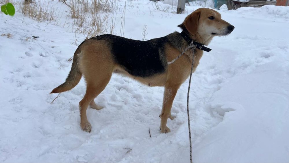 Пропала собака Ильинка Малиновка Талапкер