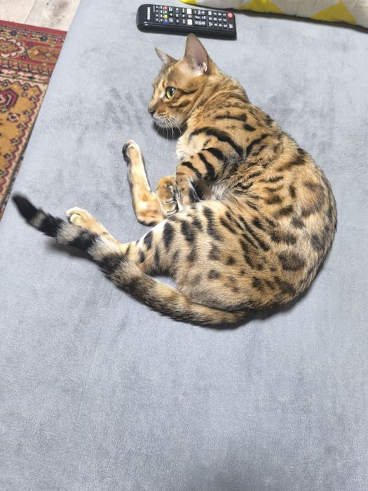 Потерялся кот Бенгал мальчик