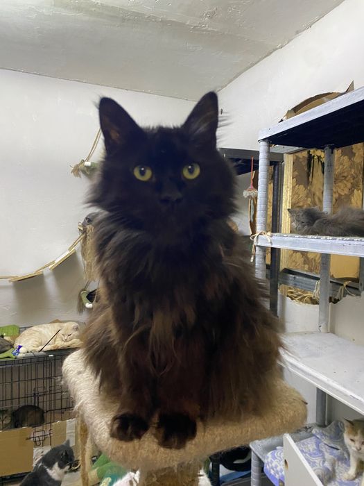 Кот в добрые руки