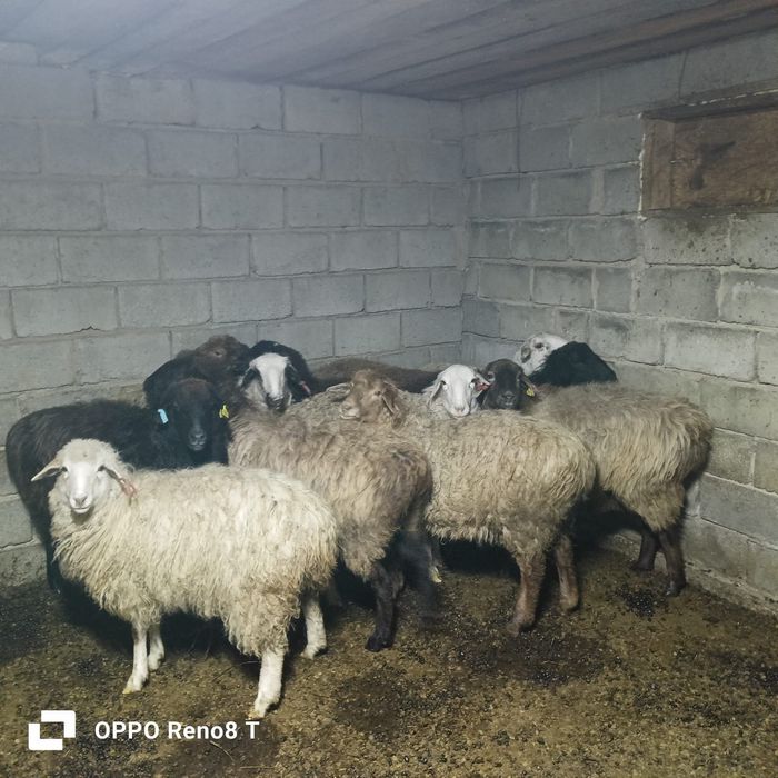 Токтылар сатам оптам