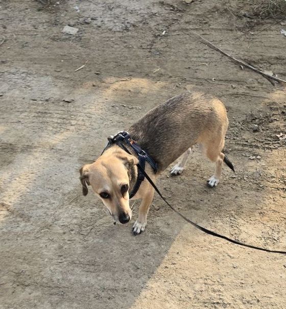 Такса отдадим только в хорошие руки