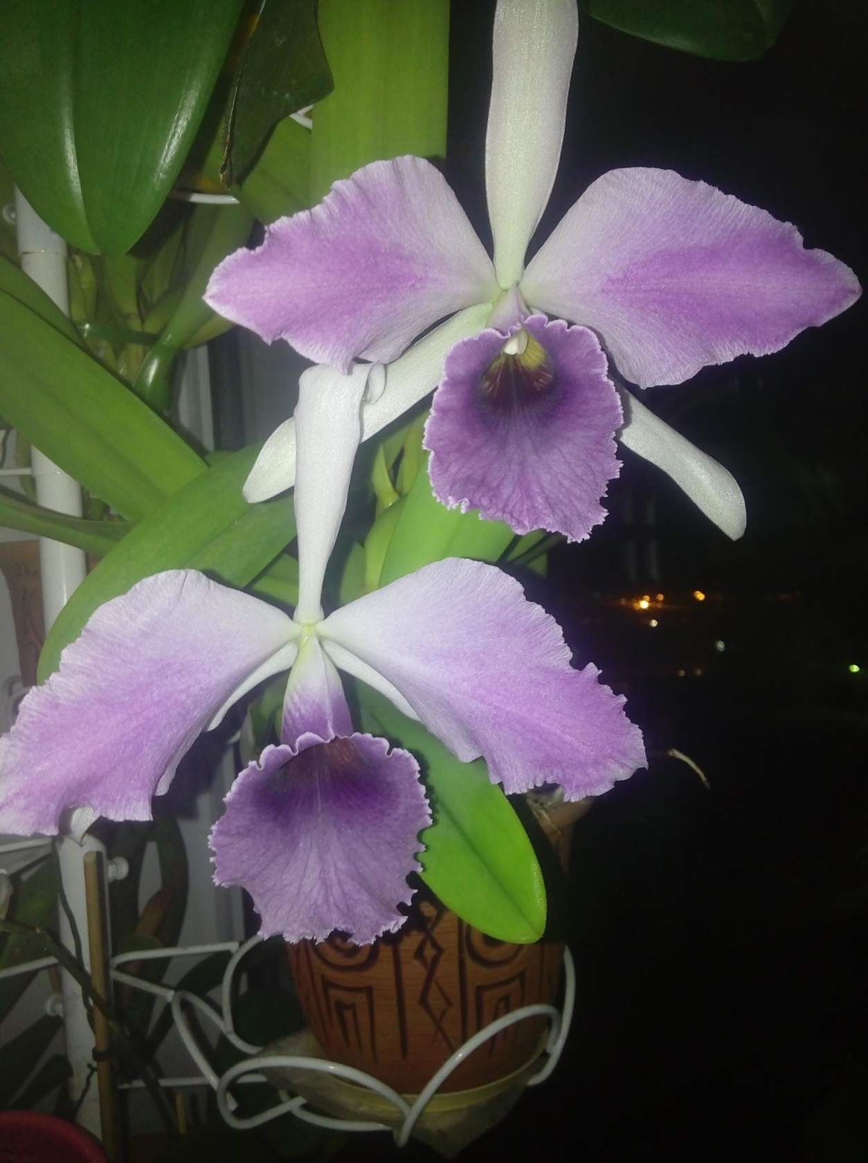 Орхидеи каттлеи взрослые