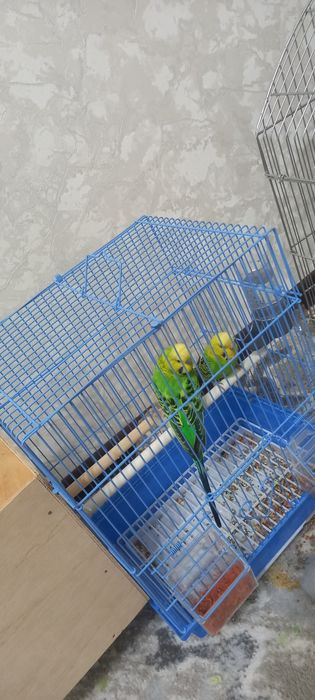 Chexiskiy papugay sotiladi