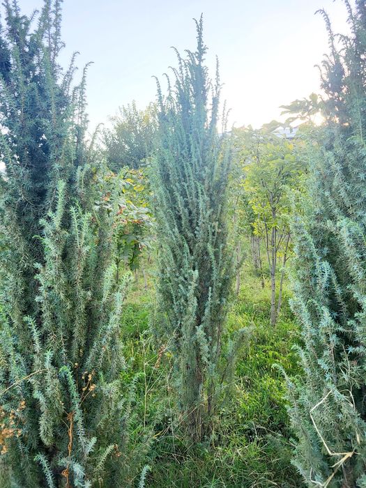 Разные декоративные растений и ёлки