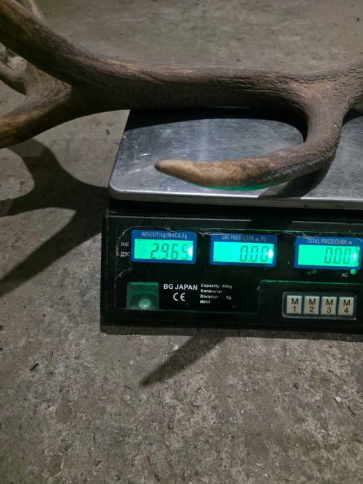 Рога от благороден елен