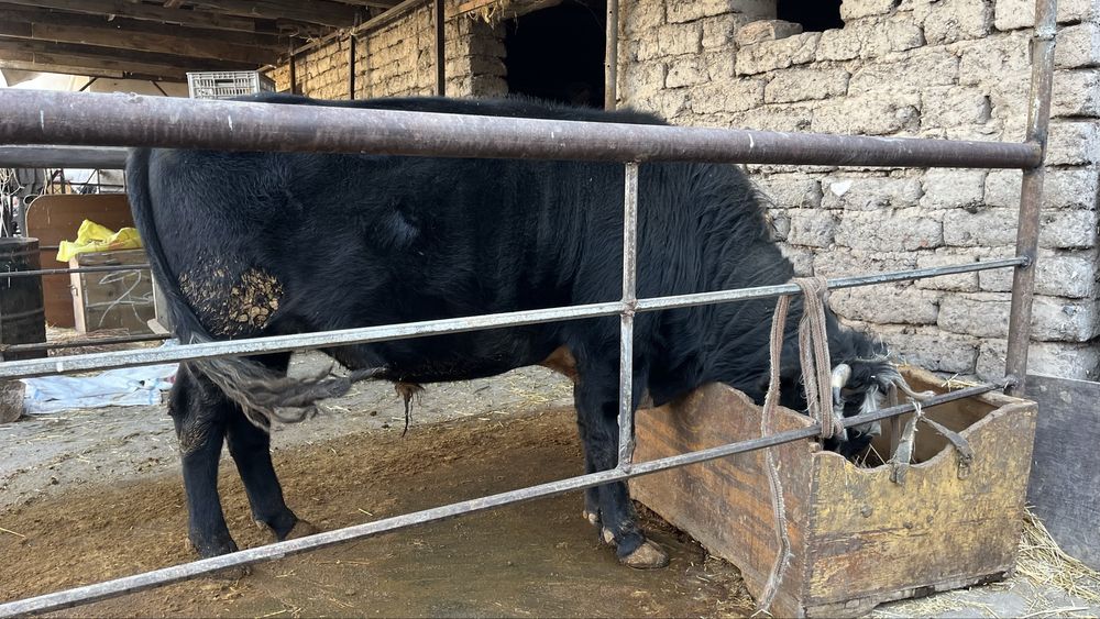 Buka sotiladi Продаётся бык