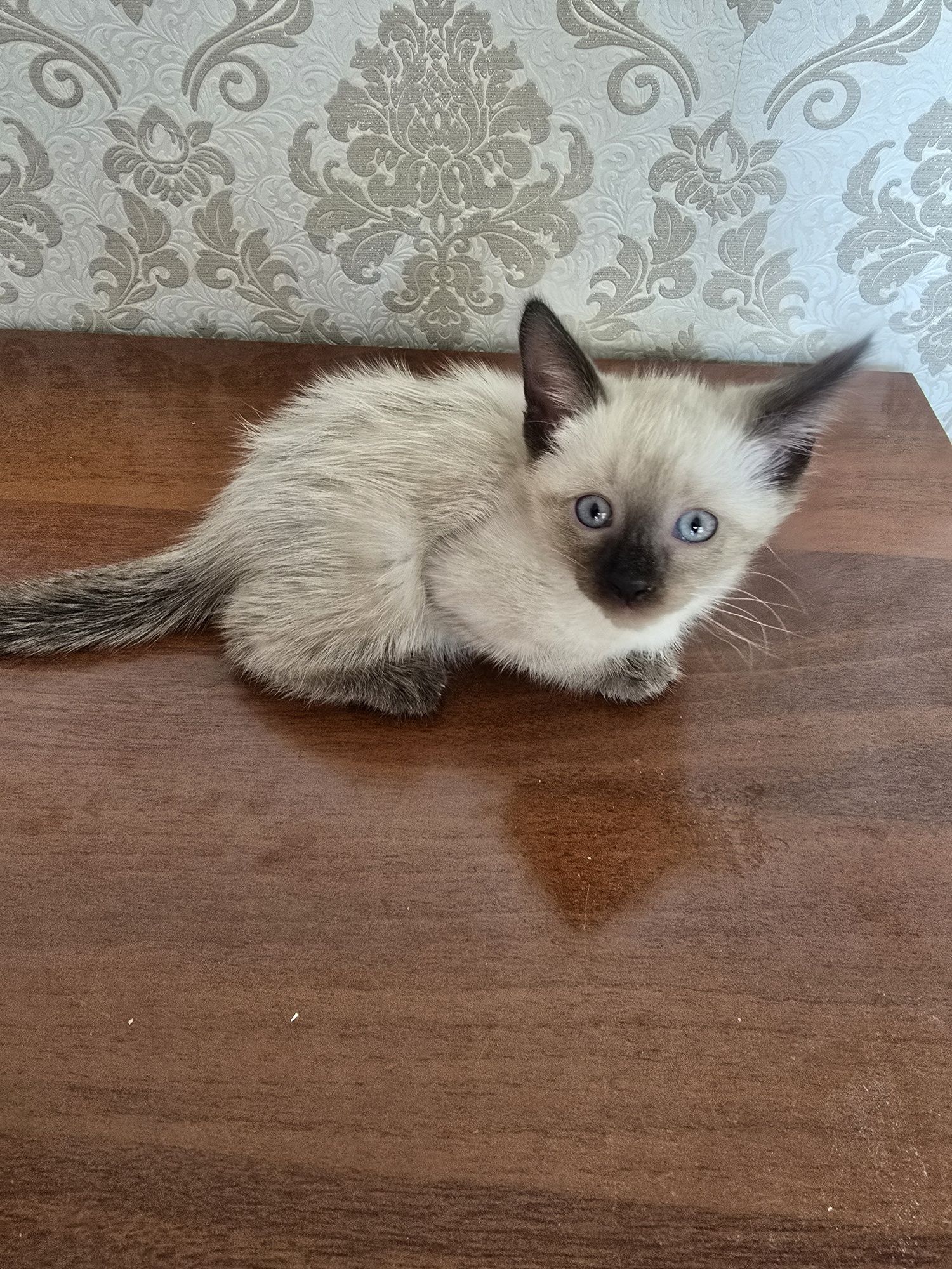Продажа котят тайской кошки – 1 месяц