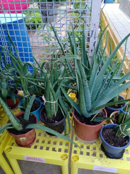 Алое вера.маленькие и  большые