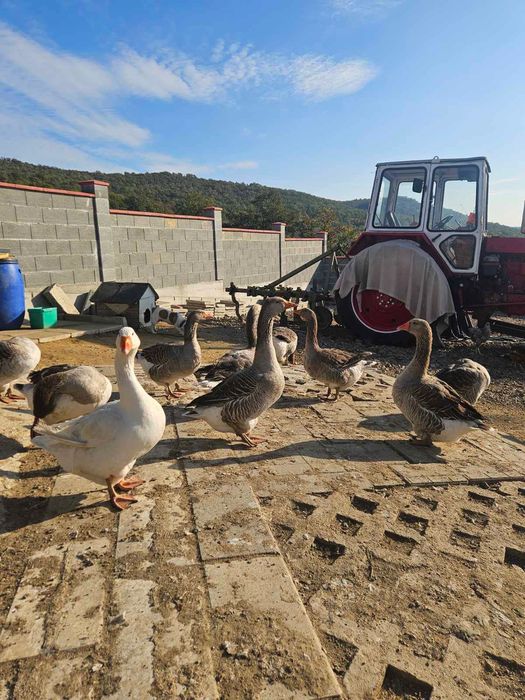 Продавам гъски  и патки