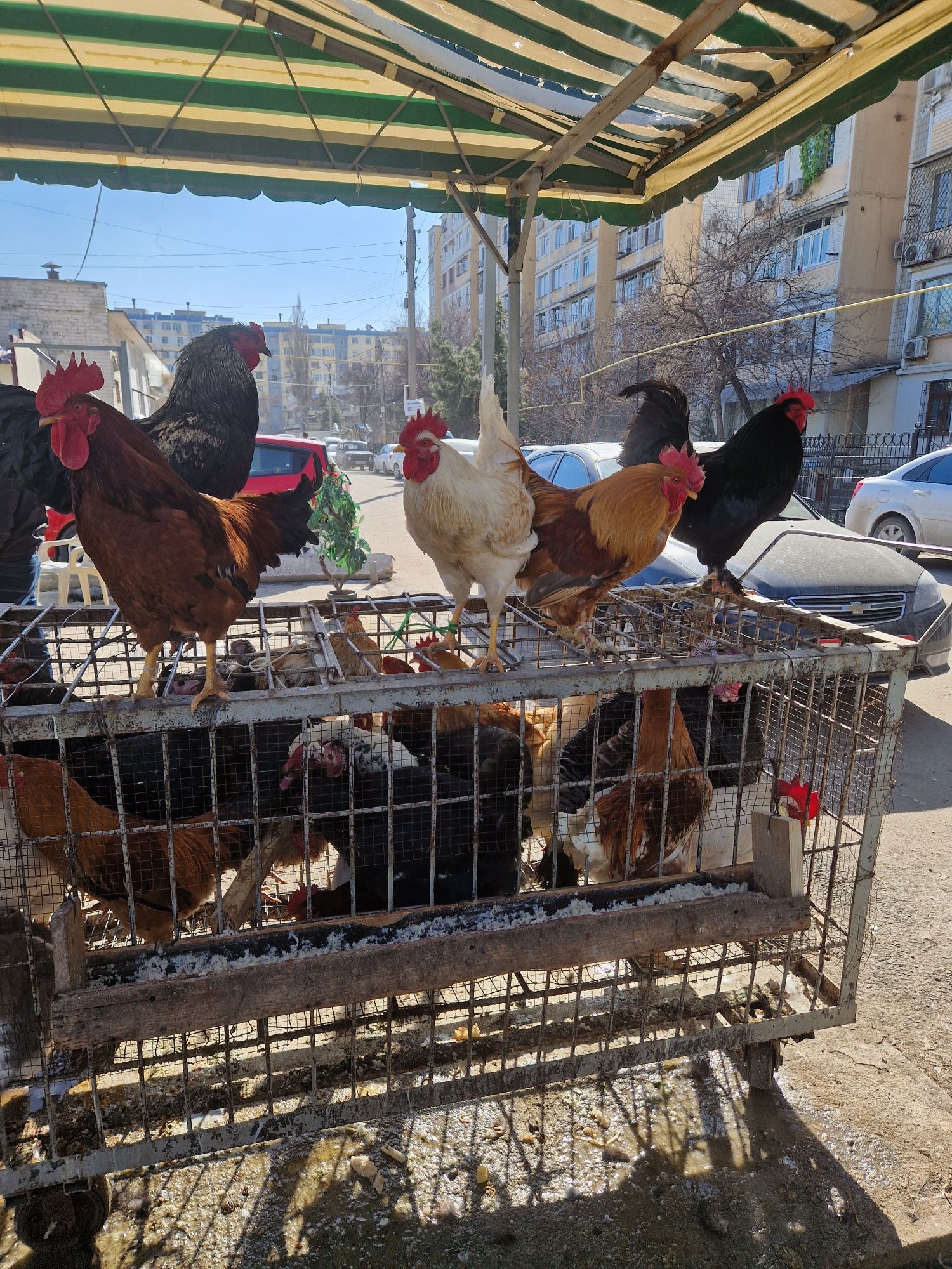 Sergili dehqon bozorida horoz tovuq kurka quyonlar sotiladi