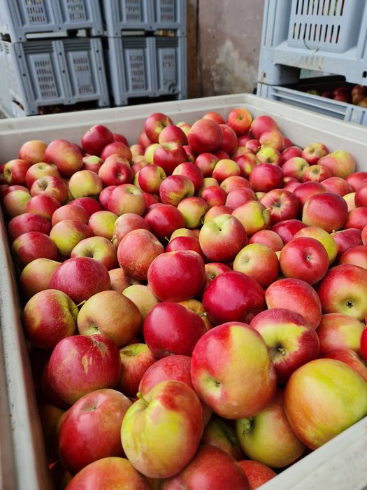 Mere livadă proprie calitatea I