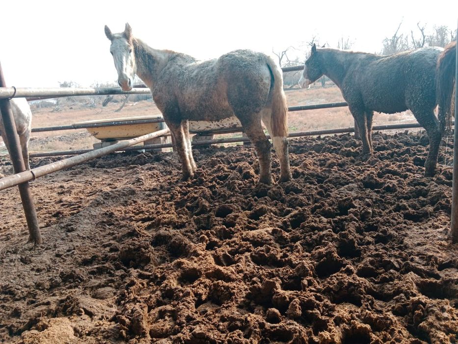 Бойы 1.70 бие сатылады тұқымдыққа