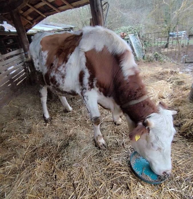 Продавам крава лимузин