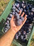 Prune pentru tuica