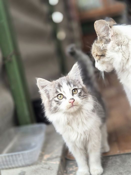 Отдам котят в хорошие руки