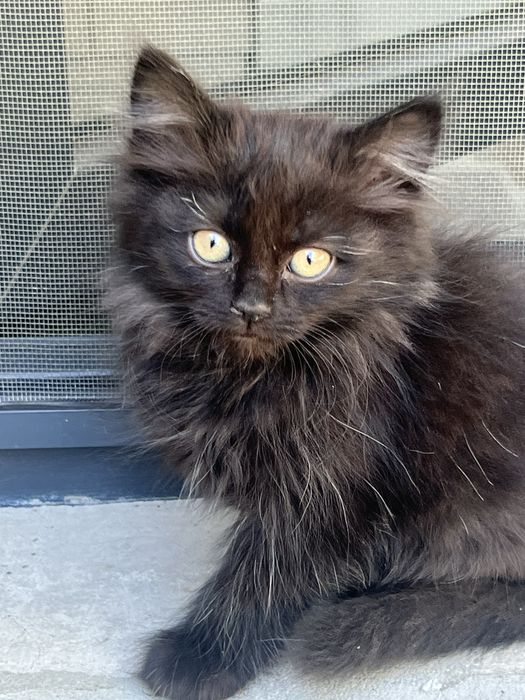 Котята в добрые руки.