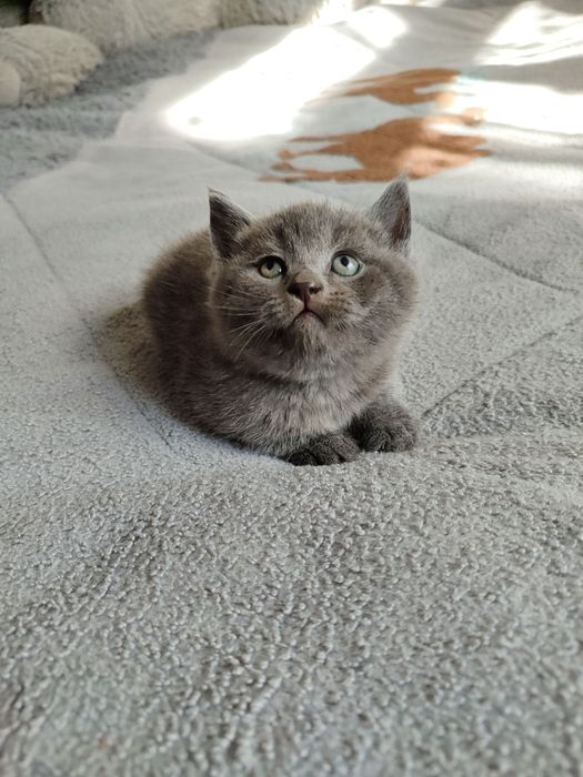 Продается котенок мальчик скотиш страйт