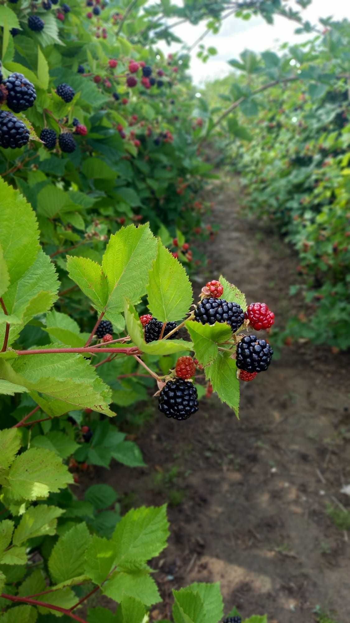 OFERTĂ butasi mur THORNFREE (fără spini) !!!