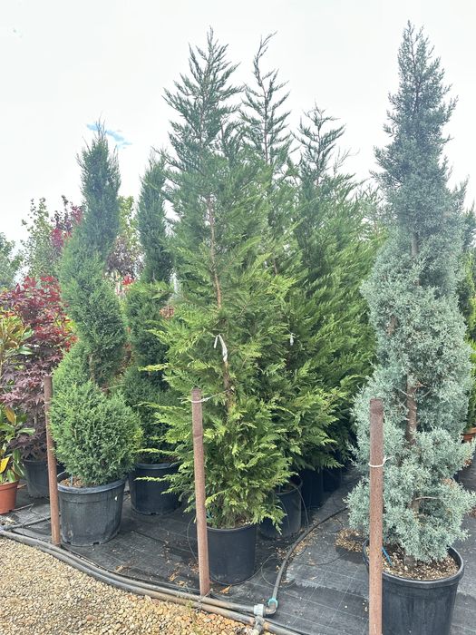 Leylandii pentru gard viu  de la 13 lei 70-80 cm pana la 2,5  m .