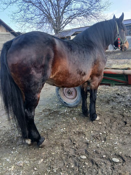 Iapa semigrea de 4 ani