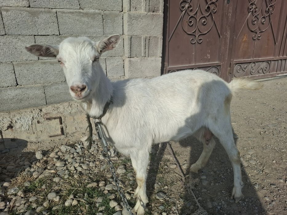 Ешкі занеен сатылады.