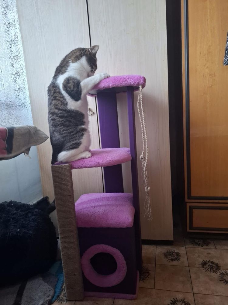 Катерушка за котка