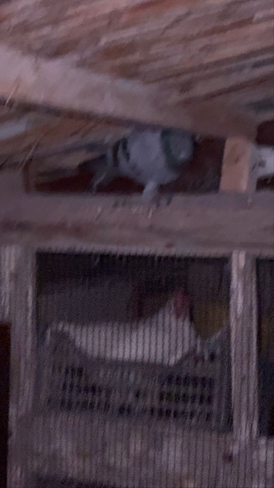 Snrayt , yaponchalar