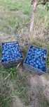 Vand prune pt tuica 2 lei/kg
